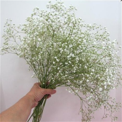 Baby breath - paquete