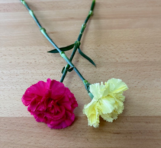 Claveles en variedad de colores - Tallo