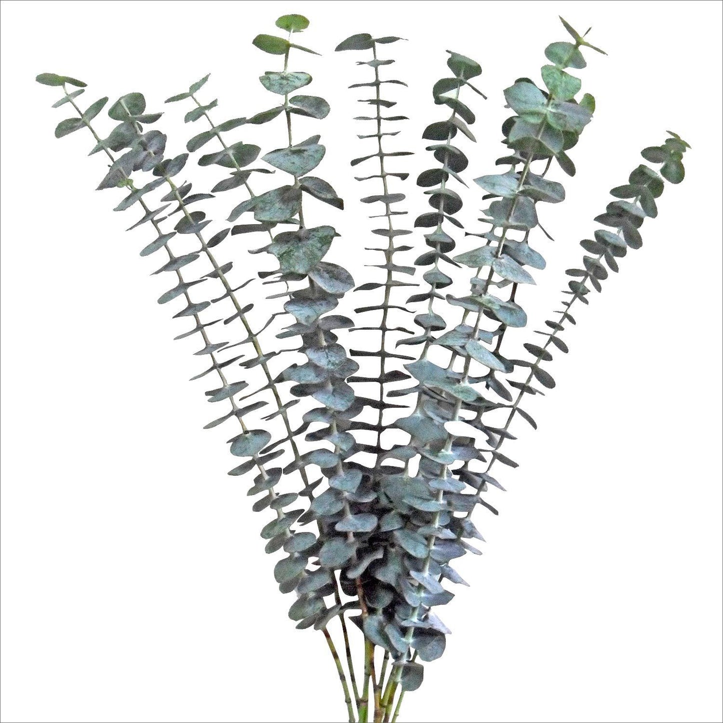 Eucalipto baby blue