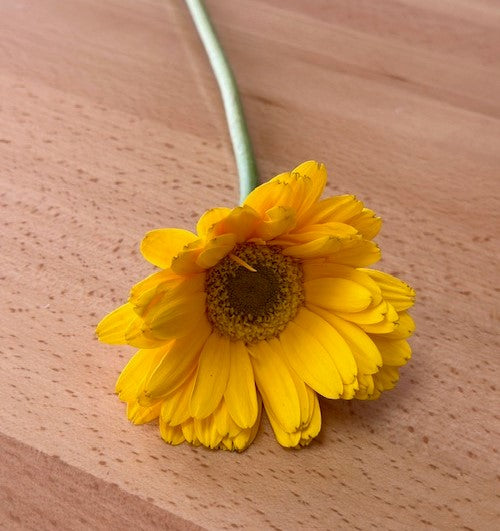 Gerberas en variedad de colores - Tallo