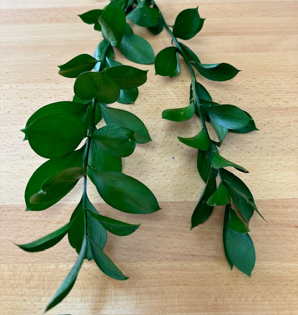 Israel Ruscus - tallo