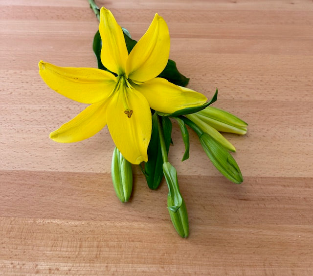 Lirios - Variedad de colores - Tallo