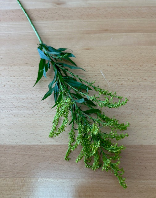 Solidago - Tallo