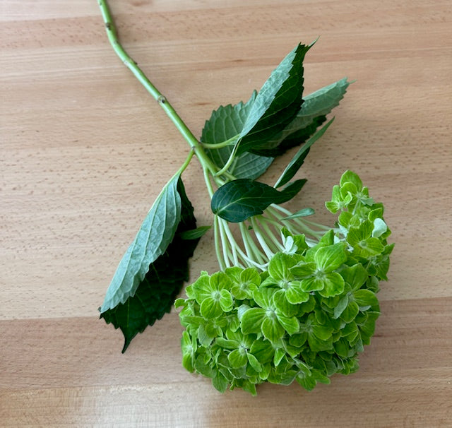 Hortensias - Tallo