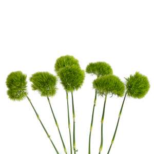 Green Ball - Tallo